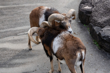 Mouflon (Ovis gmelini) at the Osaka Zoo in Japan
