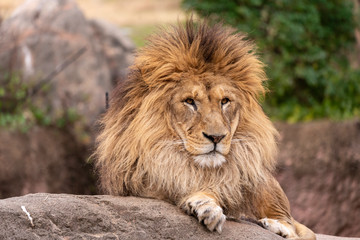 Fototapeta na wymiar Lion at the Osaka Zoo in Japan