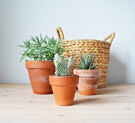 Succulents senecio, opuntia, haworthia in terracotta pots, wicker basket on wooden desk and white wall 