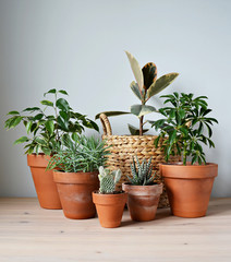 Green house plants in terracotta pots, ficus elastica tineke in wicker basket on wooden desk and white wall 
