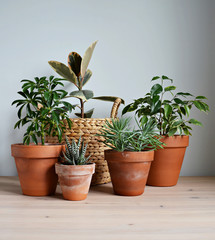 Green house plants in terracotta pots, ficus elastica tineke in wicker basket on wooden desk and...