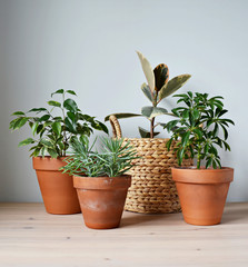 Green house plants in terracotta pots, ficus elastic tineke in wicker basket on wooden desk and...