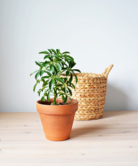 Shefflera house plant in terracotta pot and wicker basket on wooden desk 