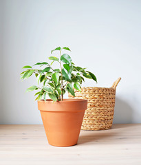 Ficus benjamina house plant in terracotta pot and wicker basket on wooden desk 
