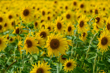 Sunflower Field in Late August