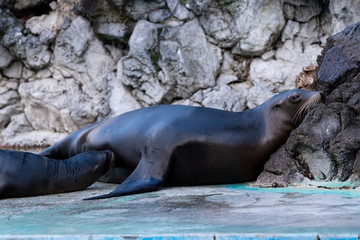 California sea lion at the Osaka Zoo in Japan