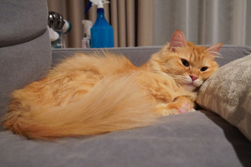 ソファで熟睡する猫（マンチカン）