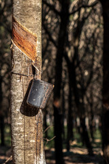 Rubber plantation for the extraction of latex, raw material in the manufacture of rubber, in Sao Paulo state, Brazil