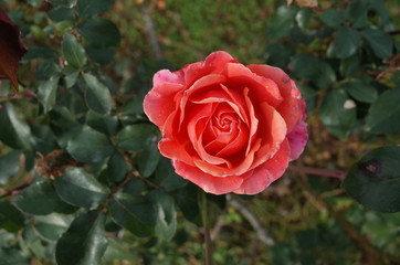 Orange blend Flower of Rose 'Albrecht Durer Rose' in Full Bloom
