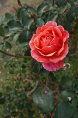 Fototapeta premium Orange blend Flower of Rose 'Albrecht Durer Rose' in Full Bloom 