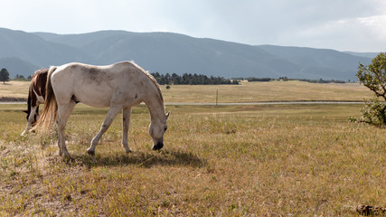 horse in the field