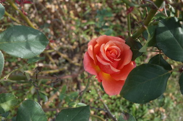 Orange blend Flower of Rose 'Albrecht Durer Rose' in Full Bloom
