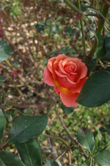 Orange blend Flower of Rose 'Albrecht Durer Rose' in Full Bloom
