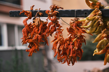 Dried red pepper on a hanger strung on a rope. Red dry hot pepper.