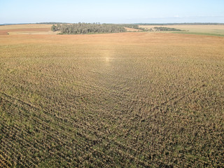 Aerial view of Mature sorghum fiel in Brazil