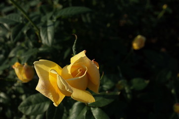 Light Yellow Flower of Rose 'Amatu-Otome' in Full Bloom
