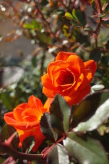 Orange Flower of Rose 'Amber Meillandina' in Full Bloom
