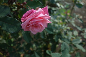 Light Pink Flower of Rose 'America's Junior Miss' in Full Bloom
