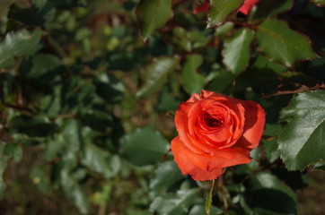 Orange Flower of Rose 'Anabell' in Full Bloom
