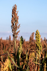 Mature sorghum fiel in Brazil
