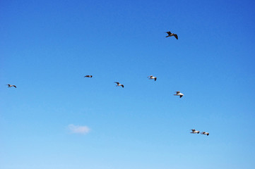 バルセロナ　ハトと青空