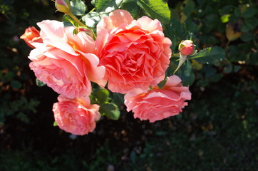 Apricot Flower of Rose 'Anna' in Full Bloom
