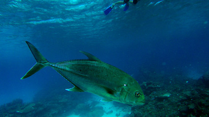 Naklejka na ściany i meble Trevally fish on great barrier reef