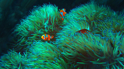 Nemo clown fish in anenome