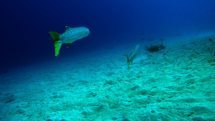 Barracuda swimming away
