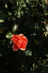 Apricot Flower of Rose 'Anna' in Full Bloom