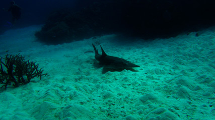 guitar shark sitting on sand great barrier reef coral ecosystem