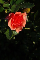 Apricot Flower of Rose 'Anna' in Full Bloom
