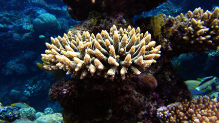 Naklejka na ściany i meble great barrier reef coral ecosystem 