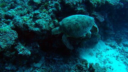 Fototapeta na wymiar Australian great barrier reef turtle
