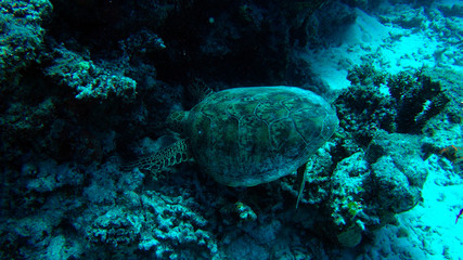 Australian great barrier reef  turtle