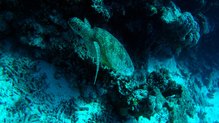 Naklejka na ściany i meble turtle swimming up for air from coral reef