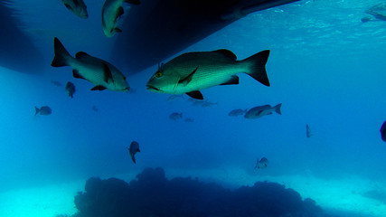 Obraz na płótnie Canvas fish hiding below boat in clear blue water