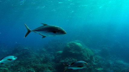 Fototapeta na wymiar trevally swimming above coral reef