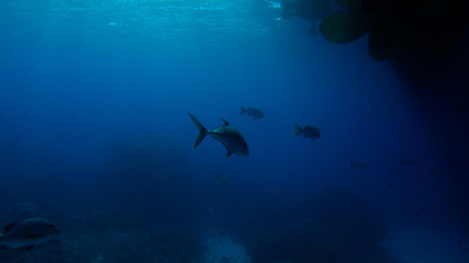 Fototapeta na wymiar fish in clear blue water