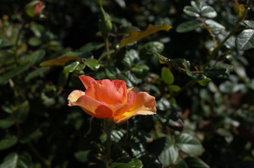 Apricot Flower of Rose 'Anna' in Full Bloom
