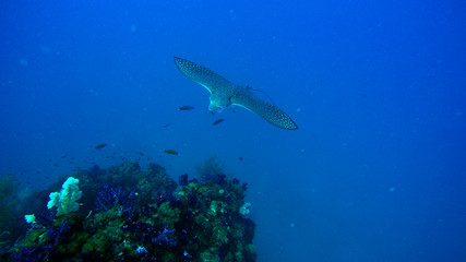 Obraz na płótnie Canvas Eagle ray approaching reef