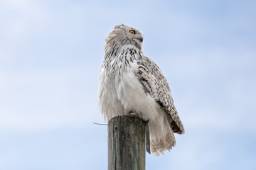 Close up of a white owl perched a wooden pole and looking sideways, againsts a blue sky