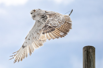 Close up of a white owl flying sideways with its wings spread, againsts a blue sky