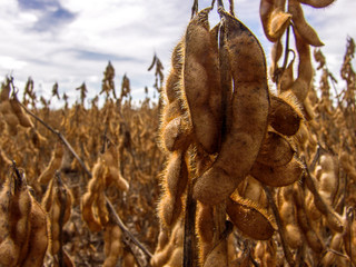 Detail of soy plant in field with selective focus, in Mato Grosso State, Brazil