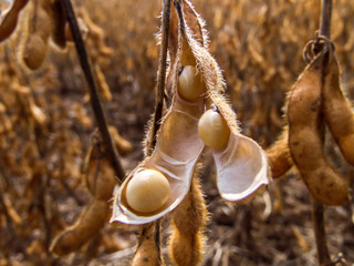 Detail of soy plant in field with selective focus, in Mato Grosso State, Brazil