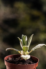 Close-up of the leaves of a young plant (stachys byzantina), stachys lanata, stachys olympica,in a pot in the garden, in Brazil