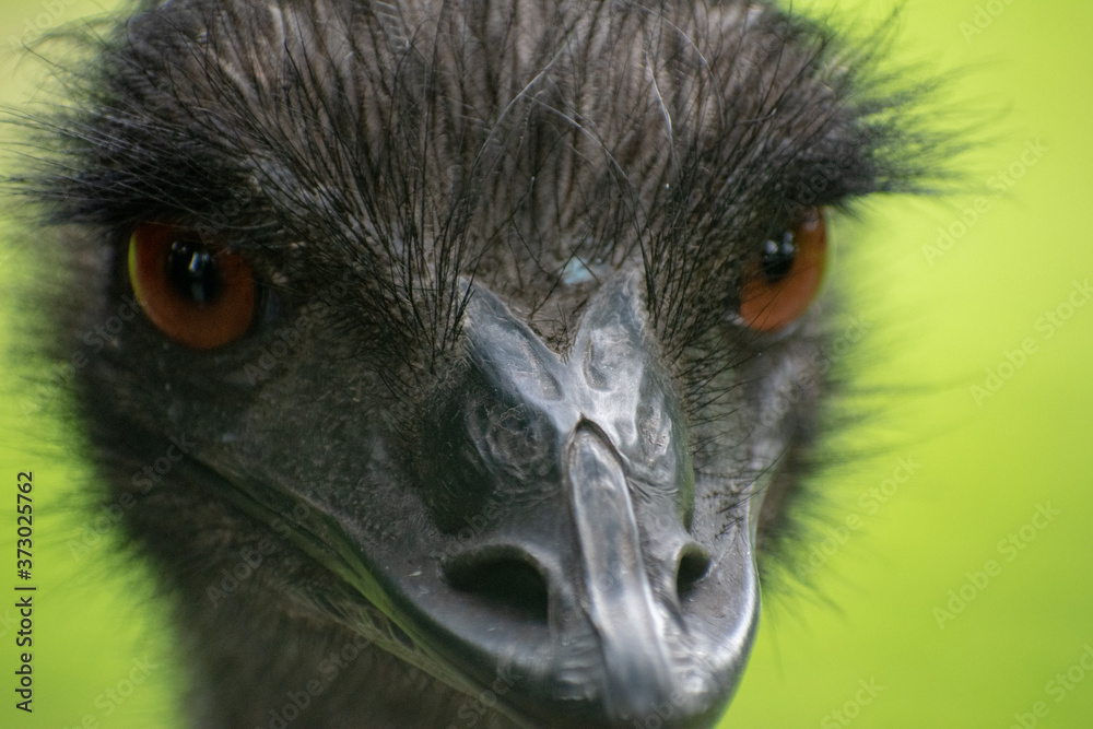 Poster Closeup shot of a black ostrich face with bright orange eyes on a green background