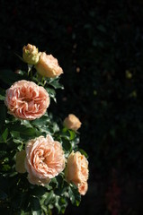 Apricot Flower of Rose 'Antique Lace' in Full Bloom

