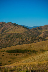 Fototapeta na wymiar Green Mountain, CO wildlife
