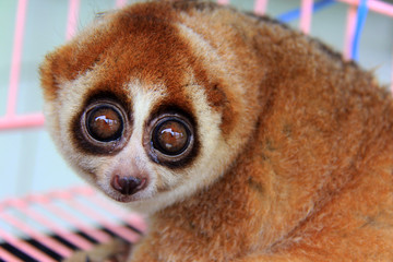 Take a closer look at the exotic animal slow loris (Nycticebus) that was rescued in Pekanbaru,...